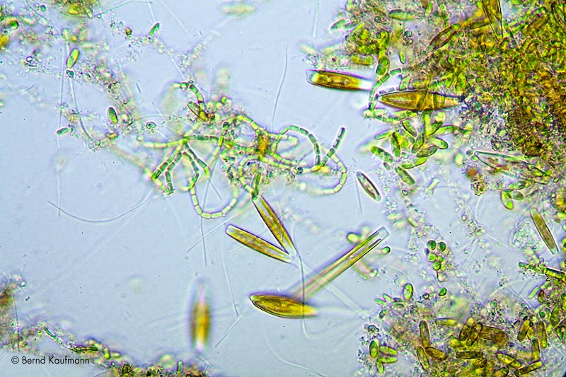 aquamax das log zur site Fotos des Tages Biofilme, Mikroflora