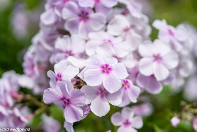 Powsin ogród botaniczny PAN rośliny kwitnące