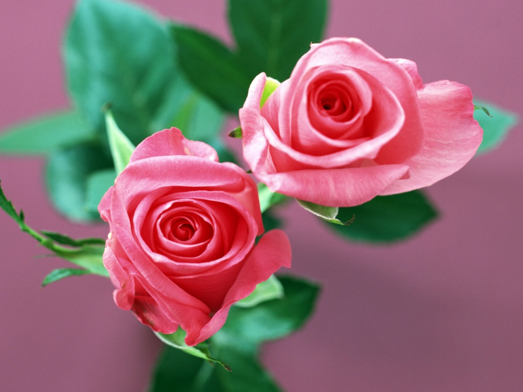 Significado das Rosas Revista Nós e Outros Olhos Significado das Rosas Revista Nós e Outros Olhos