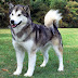 All You Need to Know About Alaskan Malamute