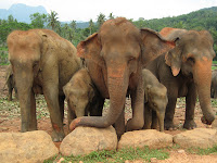elephant photos