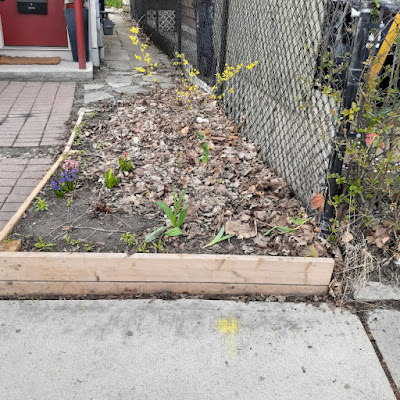 Toronto Spring Garden Cleanup in Little Portugal Before by Paul Jung Gardening Services--a Toronto Organic Gardener