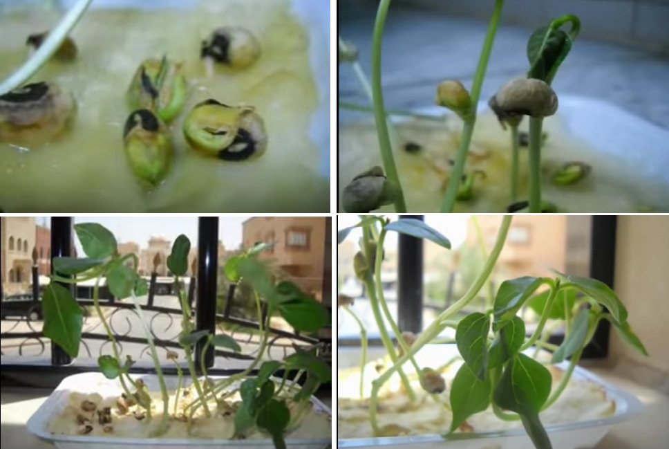 Agriculture Blog زراعة الفول في القطن