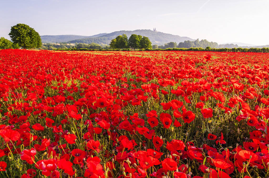 Red%2BSea%2Bof%2BPoppies%252C%2BWorchestershire%252C%2BEngland%2B%25283%2529.jpg