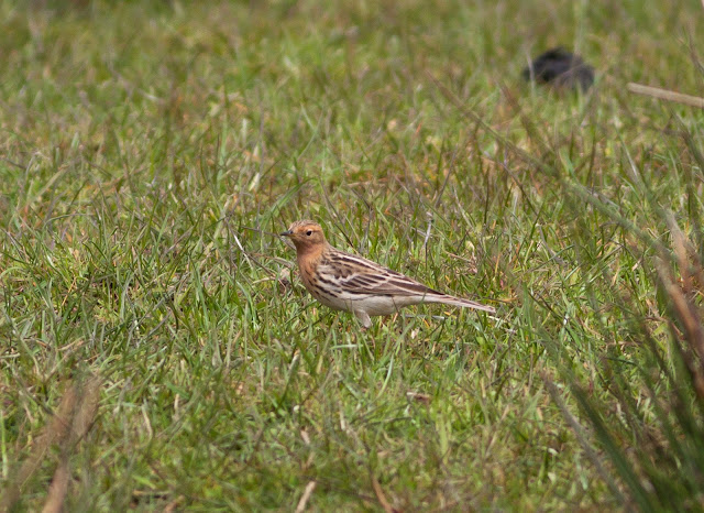 Red-throated Pipit - Ludworth Moor, Derbyshire