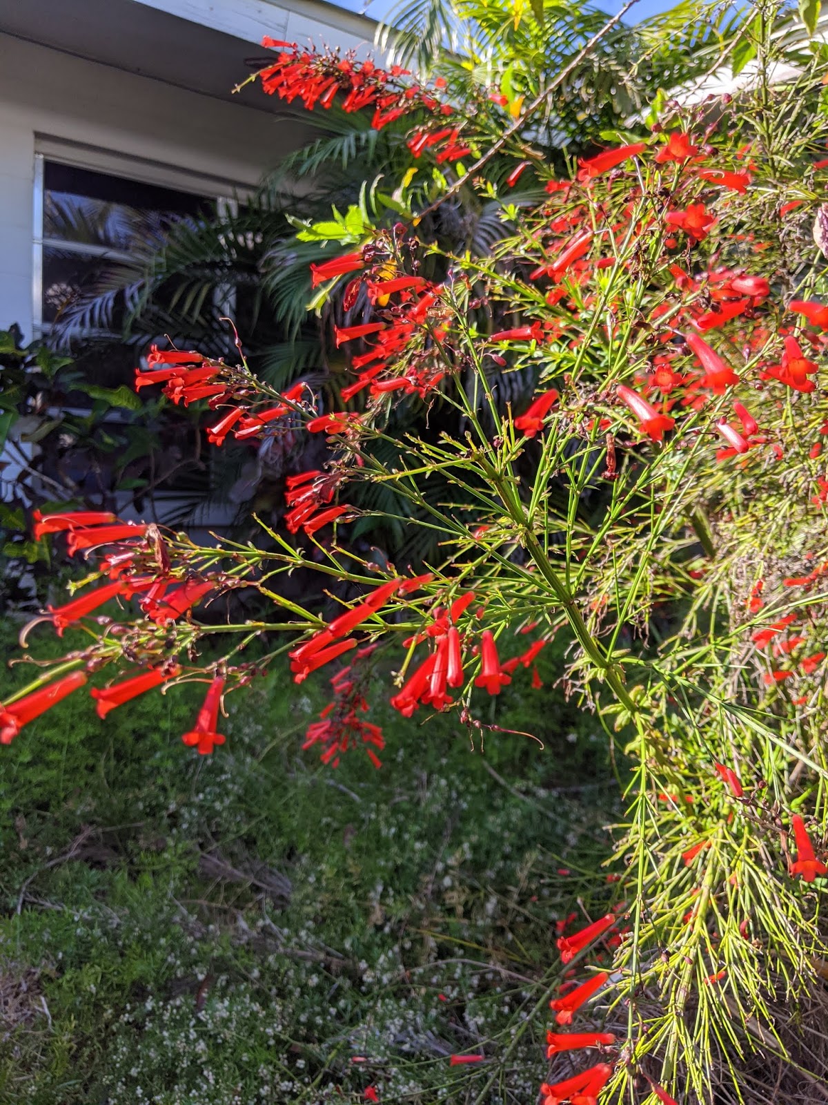 Groundbreaking Roots: Suck on a Firecracker Groundbreaking Roots: Suck on a Firecracker