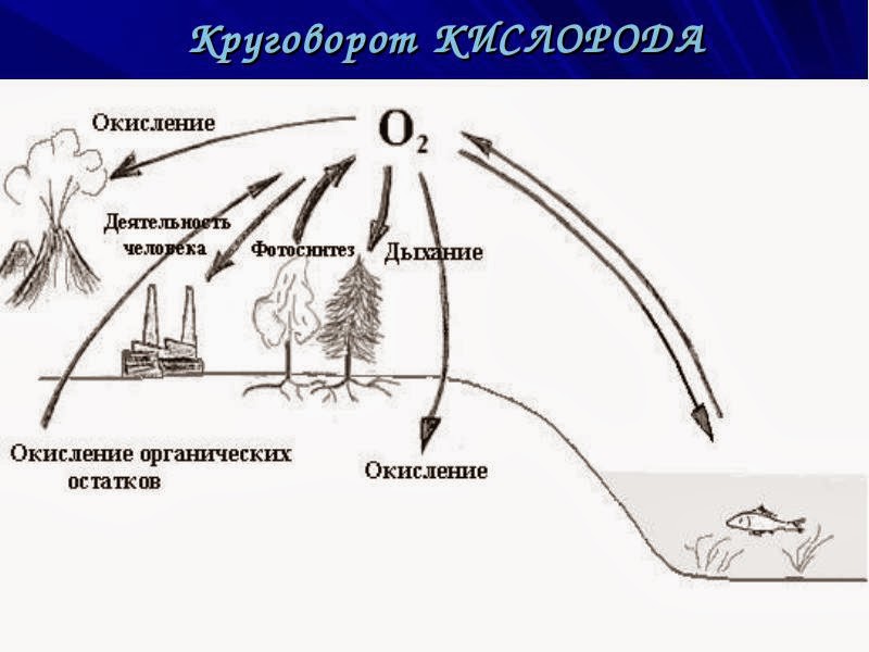 Круговорот водорода в природе схема биология