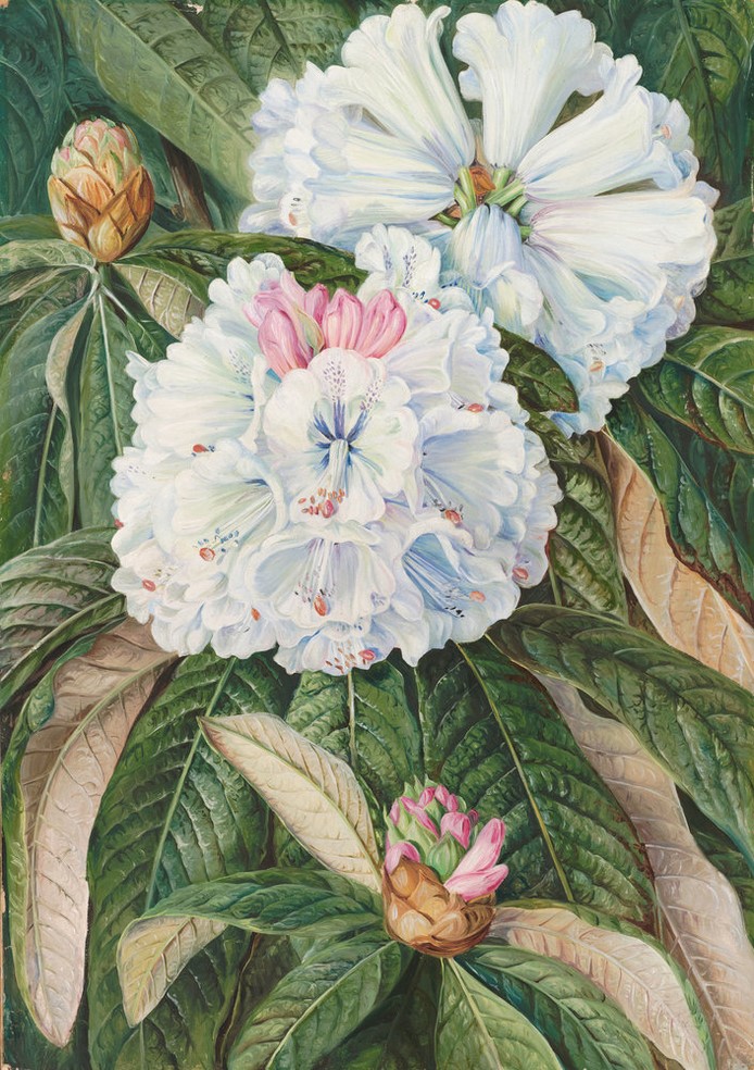 Marianne North. El arte de observar y pintar la naturaleza