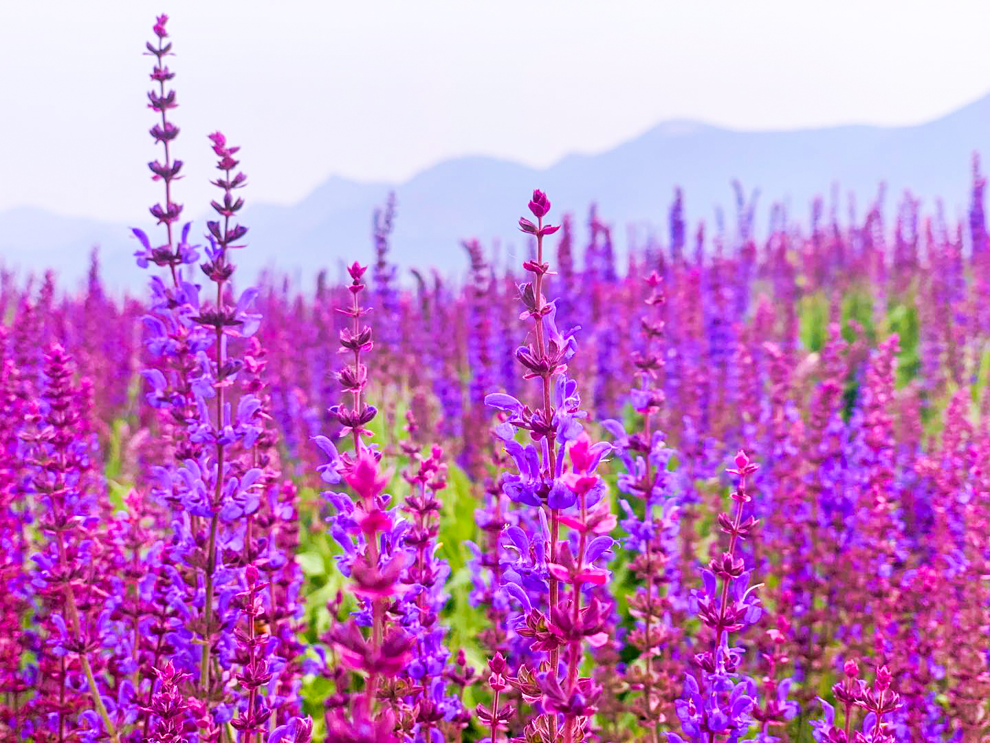 32flower landscape, photography tips to take pictures of the landscape