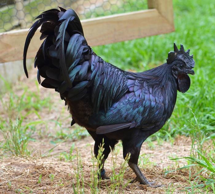 Ayam Cemani, a rare species of chickens from Indonesia