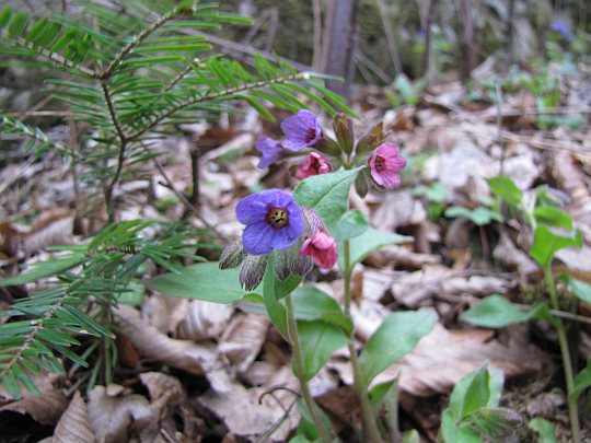 Miodunka (Pulmonaria)