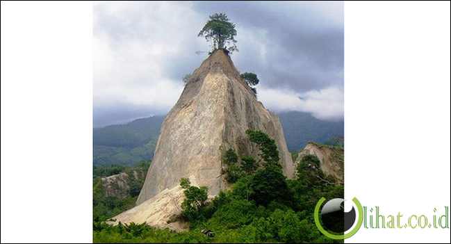 Pohon di atas tebing