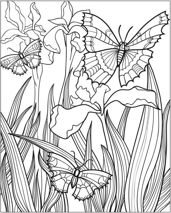 Tranh tô màu con bướm đậu trên hoa diên vỹ