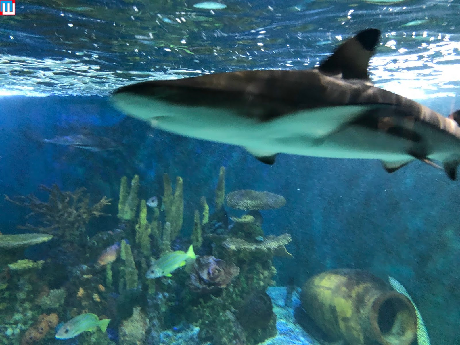 MidwestInfoGuide Aquarium of Niagara (Niagara Falls)