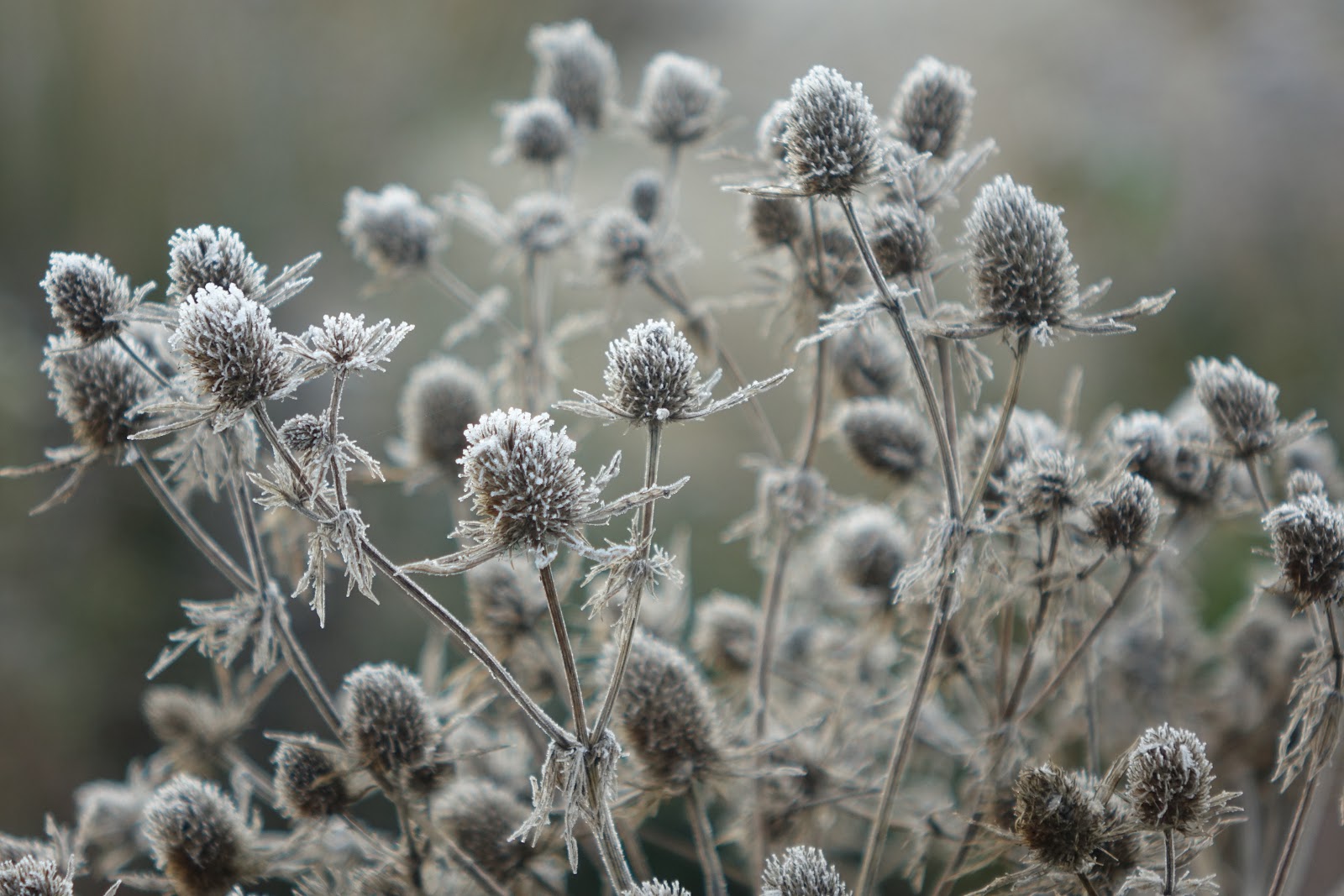 My Wildlife Allotment The best plants for seed heads in winter