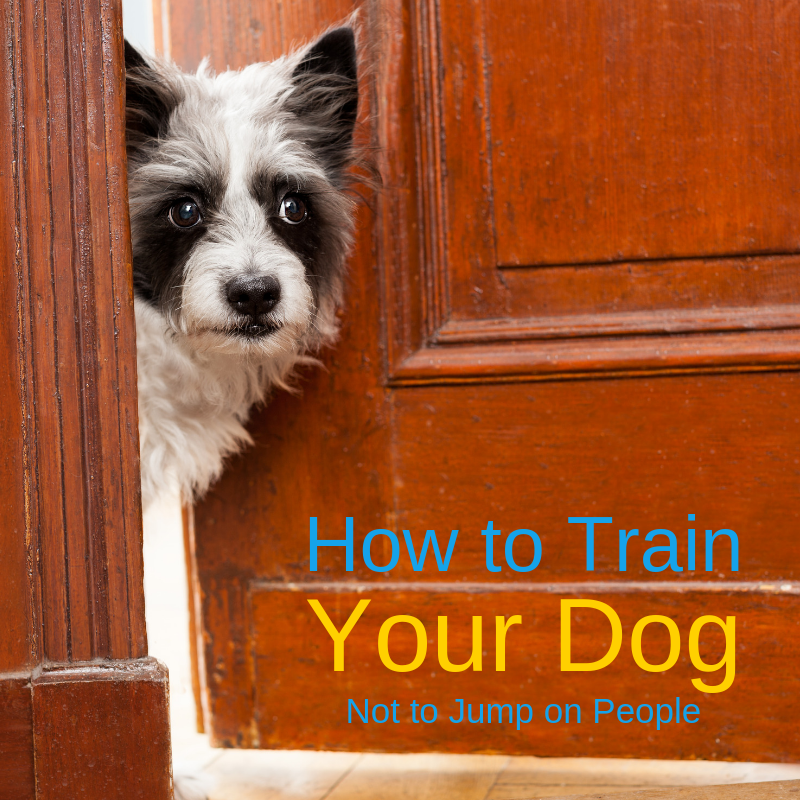 Bark City Doggy Daycare How To Train Your Dog Not to Jump on People