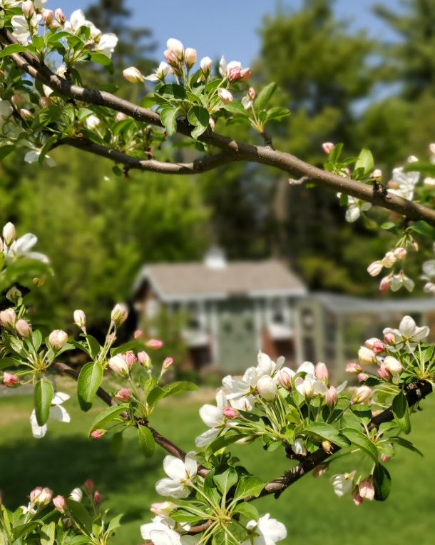 All about Diatomaceous Earth In your Chicken Coop, Garden and Home