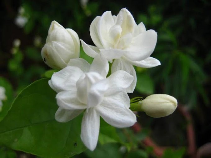 Medicinal benefits of Jasmine flowers