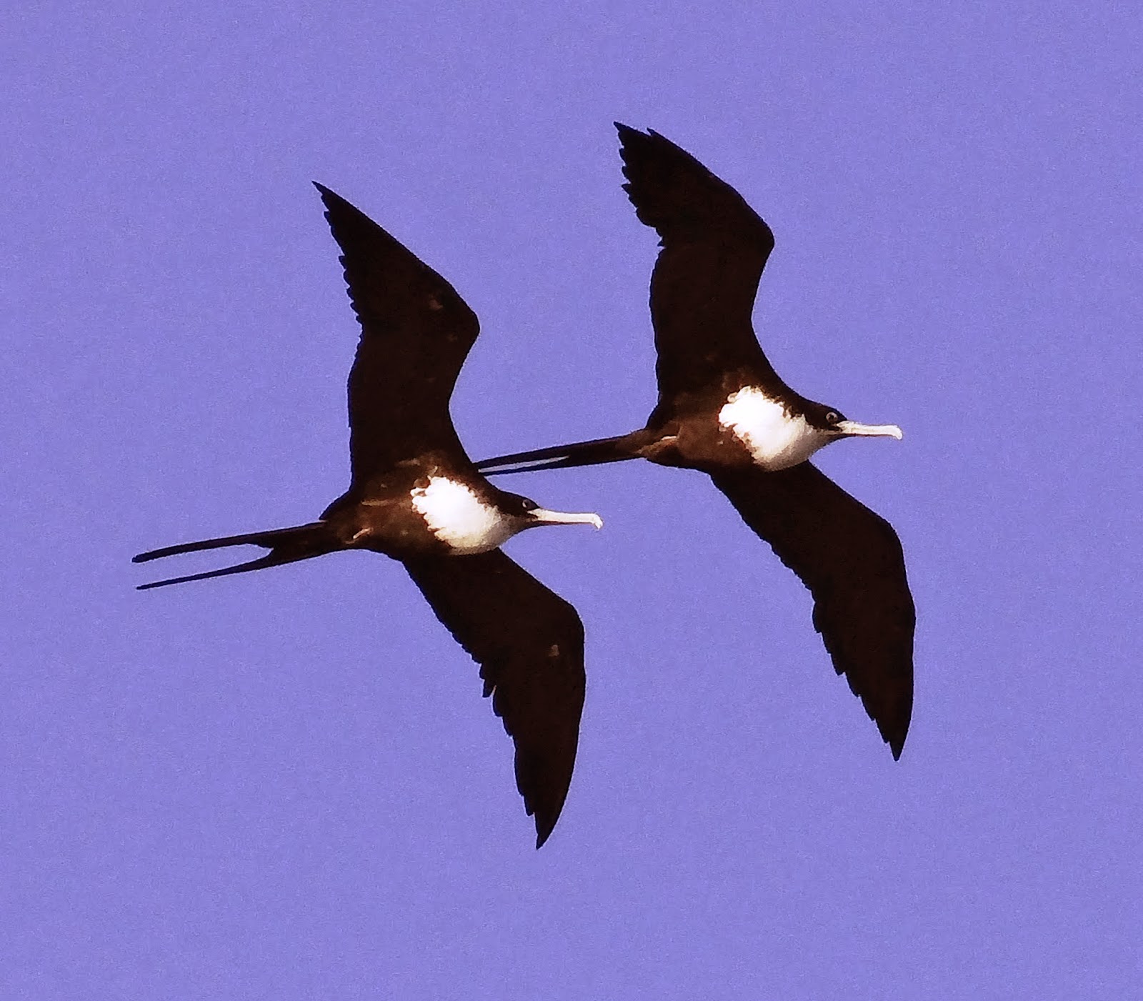 sunshinecoastbirds: Lady Elliot Island - Part II (Birds other than Terns)