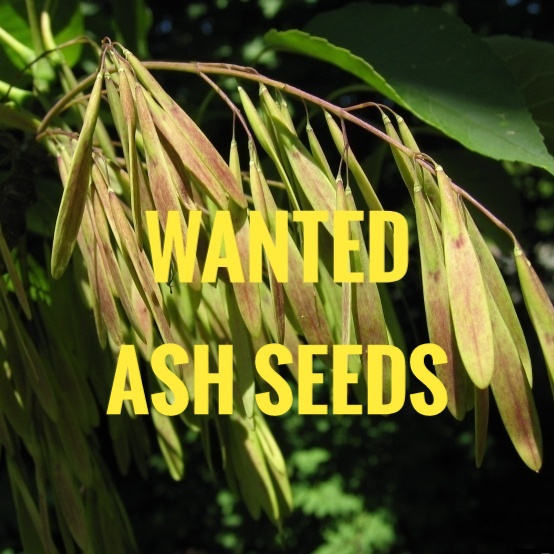 Giants of Nova Scotia Important Year to Collect Ash Seeds