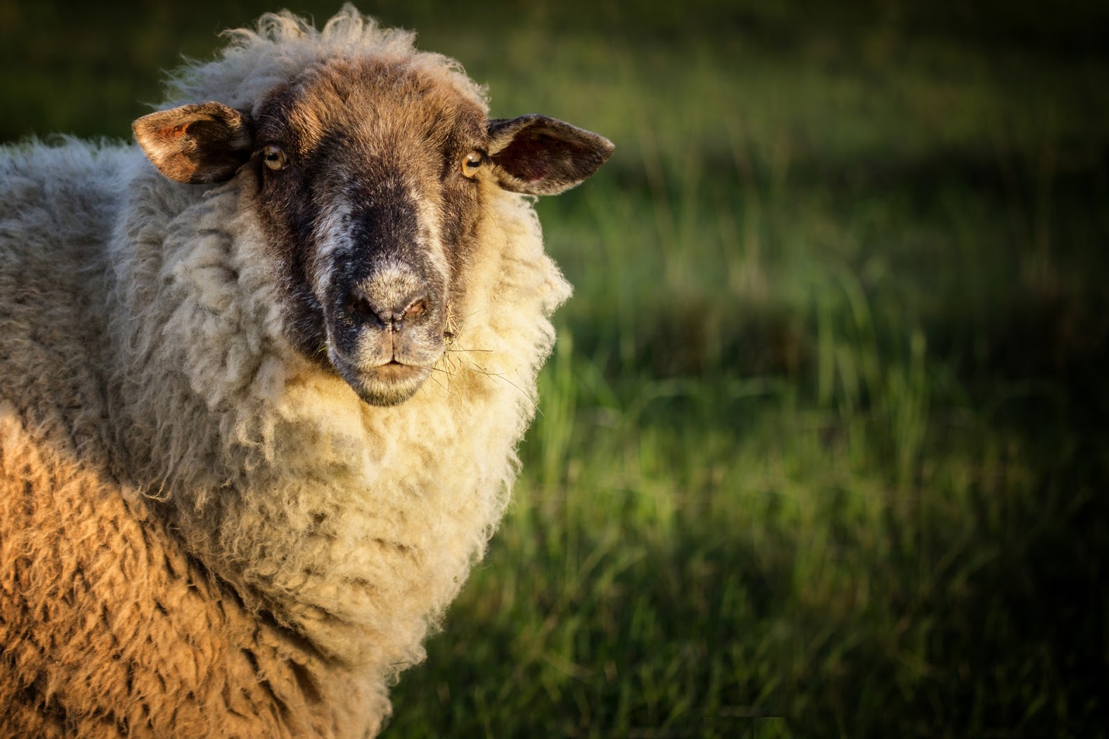 Yearly Health Care Routine for Pet Sheep TheRider'sPets