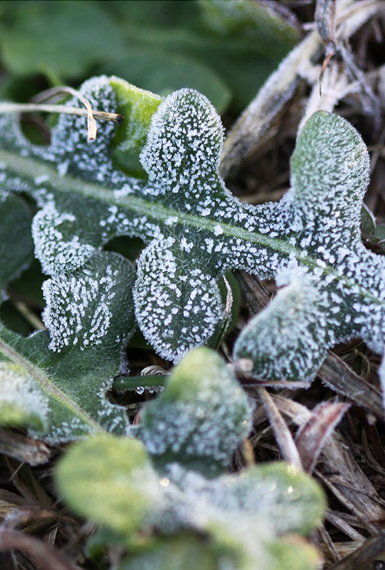 Corey Carter Austin, Texas First Frost