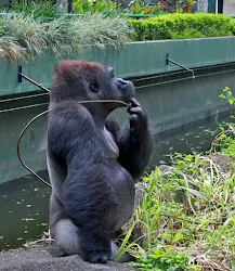 gorilla kebun binatang ragunan jakarta