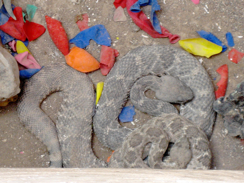 Living Rootless New Mexico Rattlesnakes