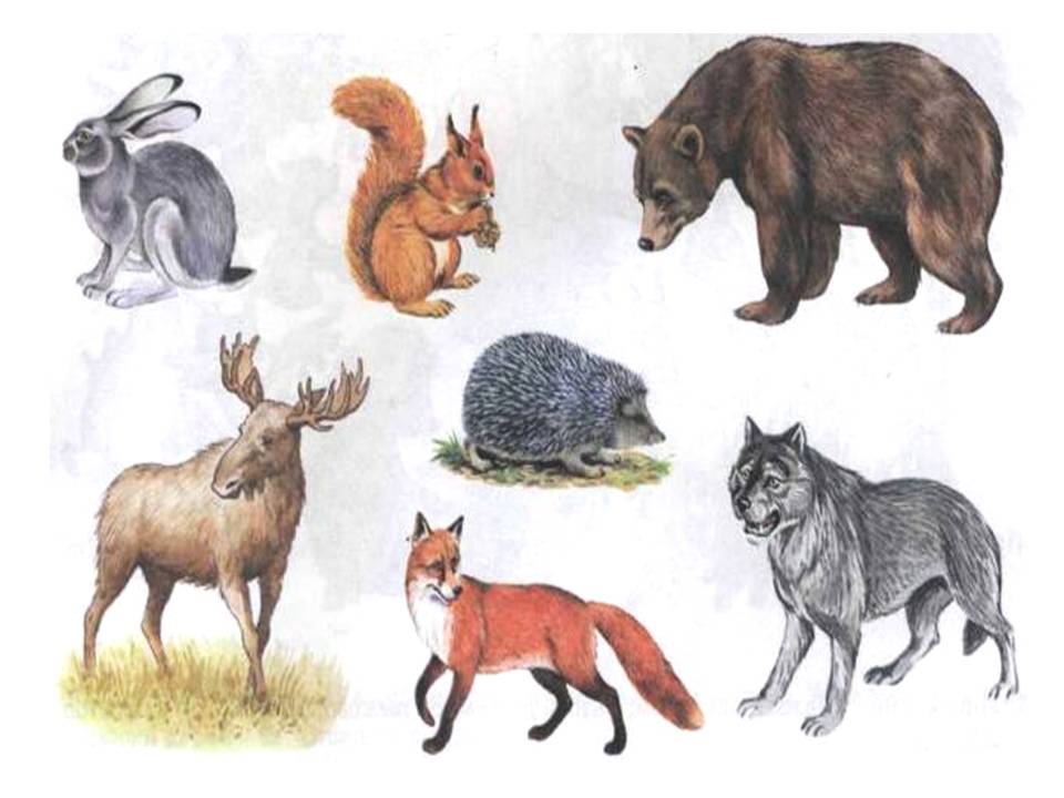 Средняя группа занятие мир животных. Дикие животные. Дикие животные для детей. Жители леса. Лесные животные.