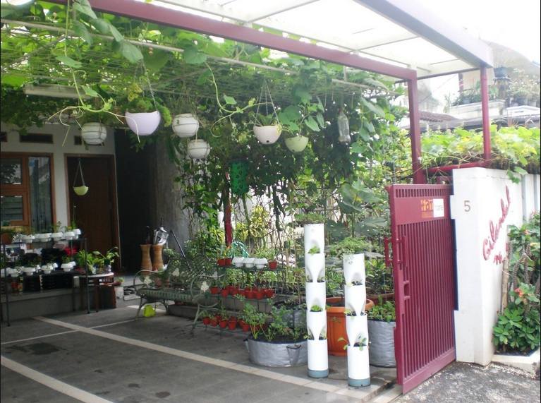Inspirasi Tanaman Sayur Depan Rumah - misterdudu.com