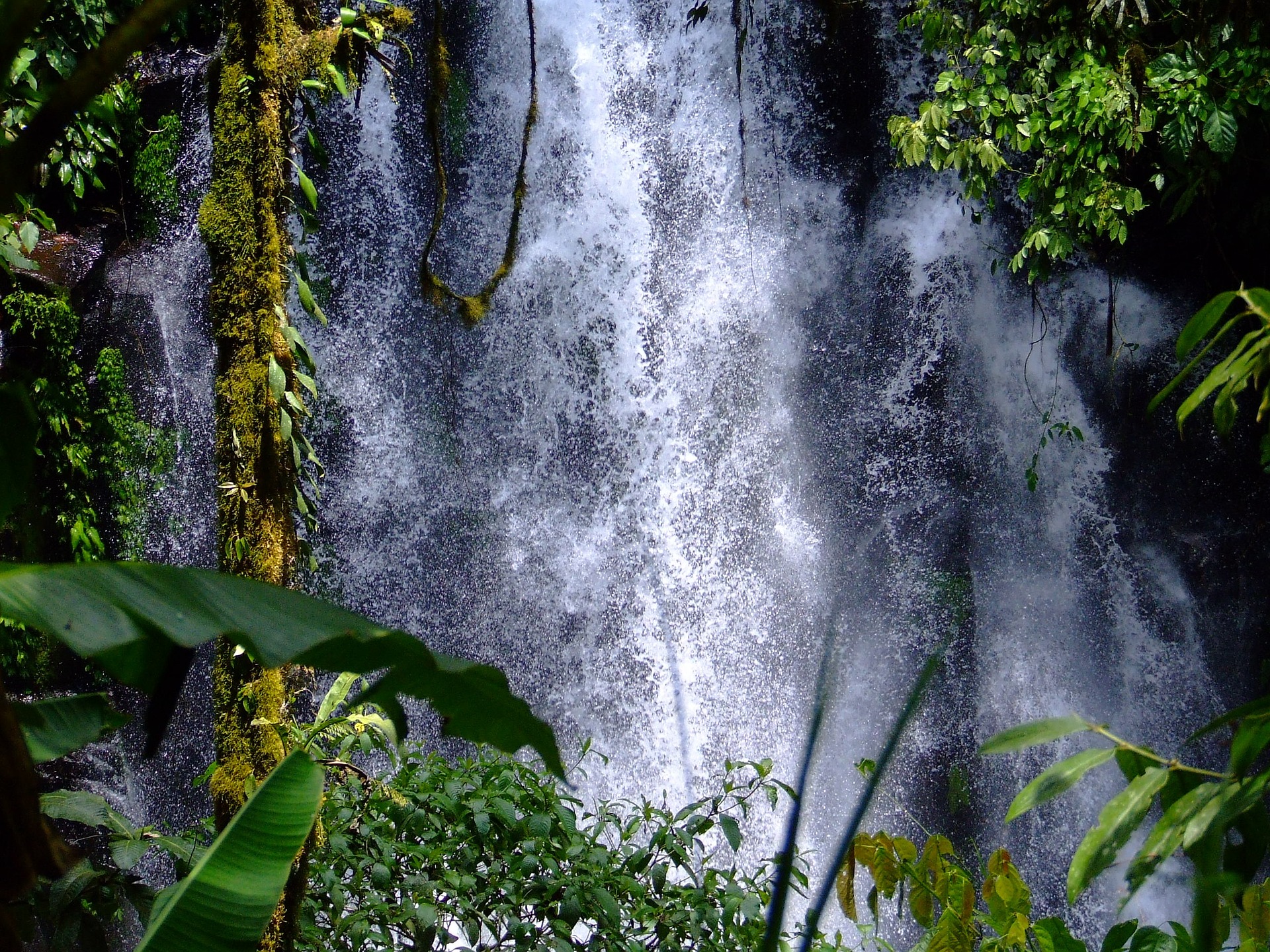 Ecosistemas Selva Tropical Images