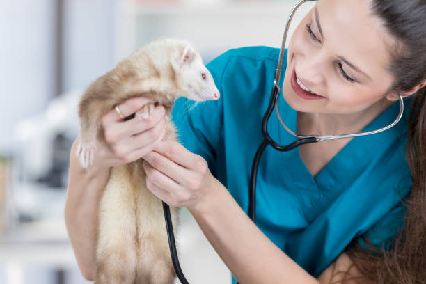 Pet Insurance for Ferrets – Why You Need It