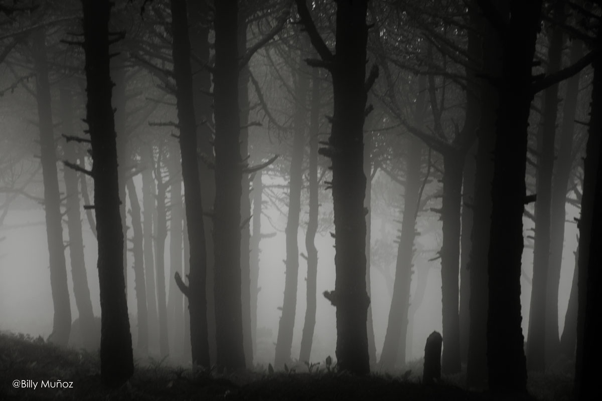 Donde el viento me llevó Las