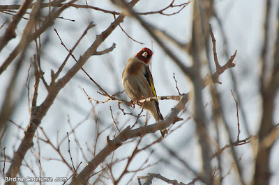 Cadernera (Carduelis carduelis)