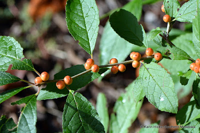 Fall in Love with Berry Worthy Plants Southern Meadows