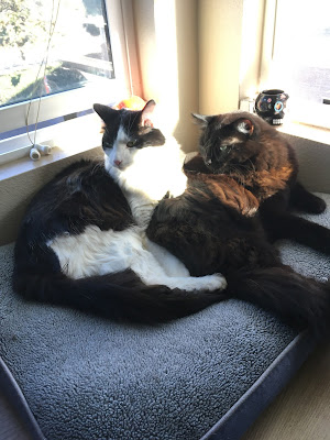 two cats sharing a pillow in the sun