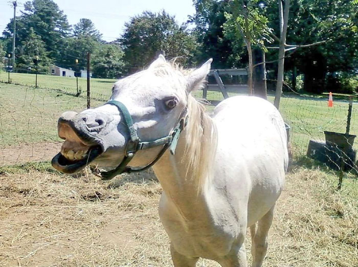 Meet Tango, The Hilariously Stupid Horse That Has Gone Viral Meet Tango, The Hilariously Stupid Horse That Has Gone Viral
