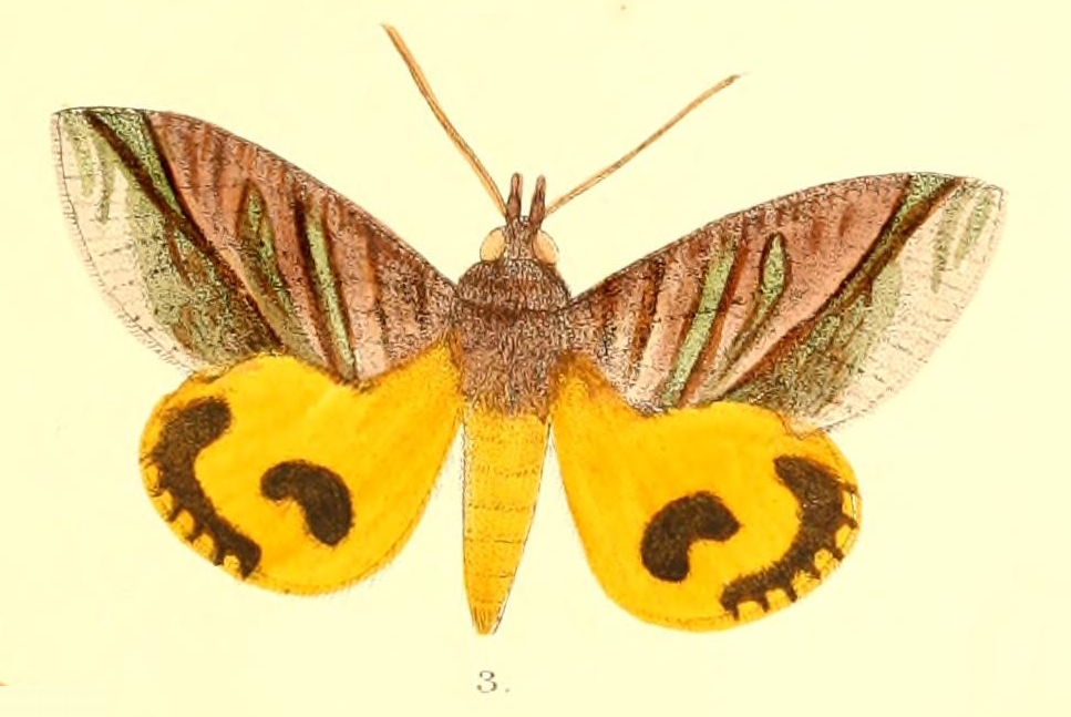 AGBSC CITRUS INSECT PEST PICTURES
