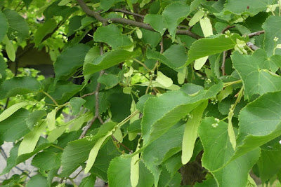 Lindenblätter und Lindenblüten Lindenblätter und Lindenblüten