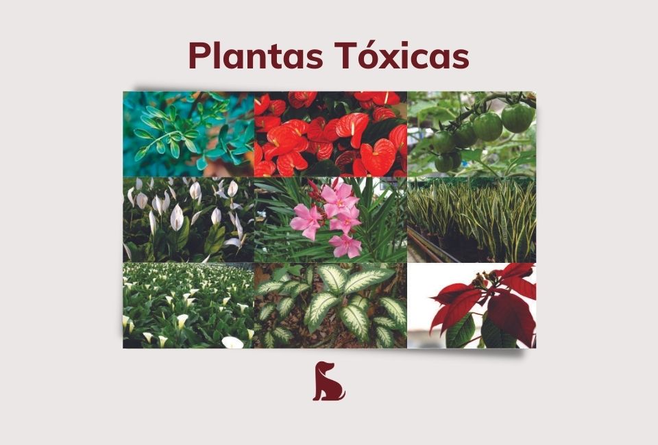 Plantas Tóxicas