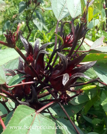 Hibiscus sabdariffa, Roselle fruits