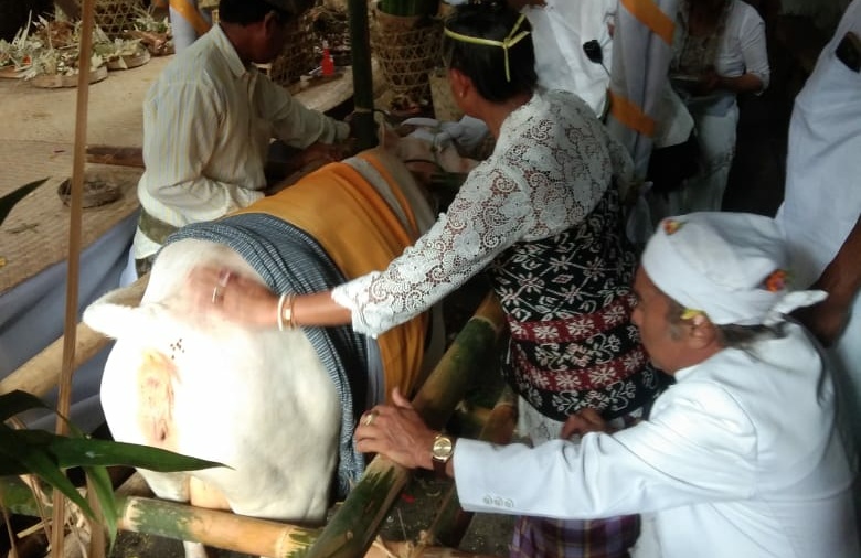 Warga Geriana Kangin Antusias Ikuti Prosesi Sakral Mineh Lembu