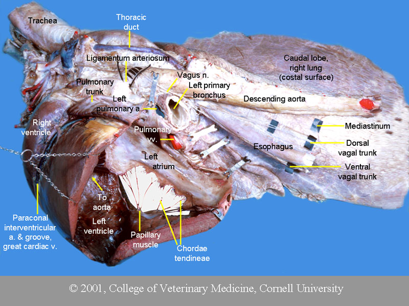 Horse Lung Anatomy Diagram