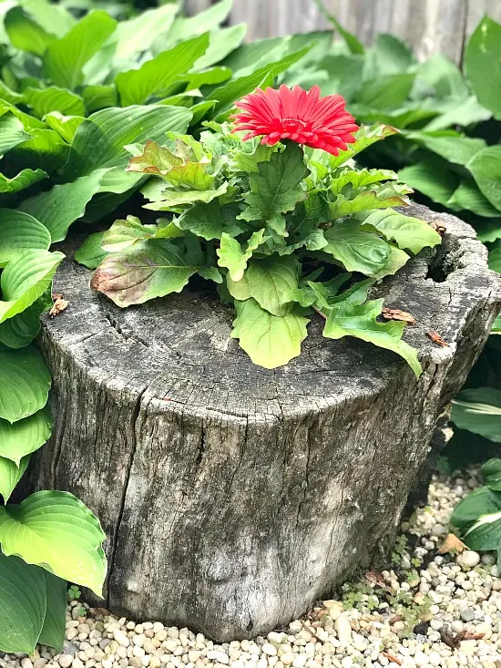 Make a Beautiful DIY Garden Planter from an Old Stump