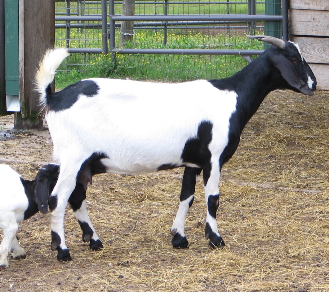 Harmon PFarms BOER MEAT GOATS