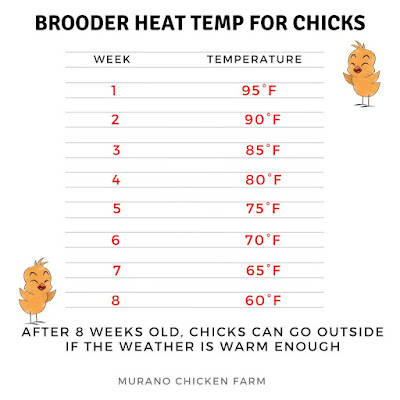 Brooder temperature chart for chicks