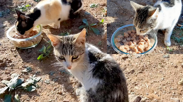  Cats Meowing Because they are very hungry