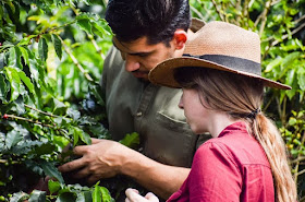 how to start coffee tree growing business selling trees