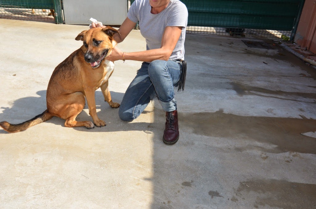 gestromte_hunde — Mein Leben mit Hund