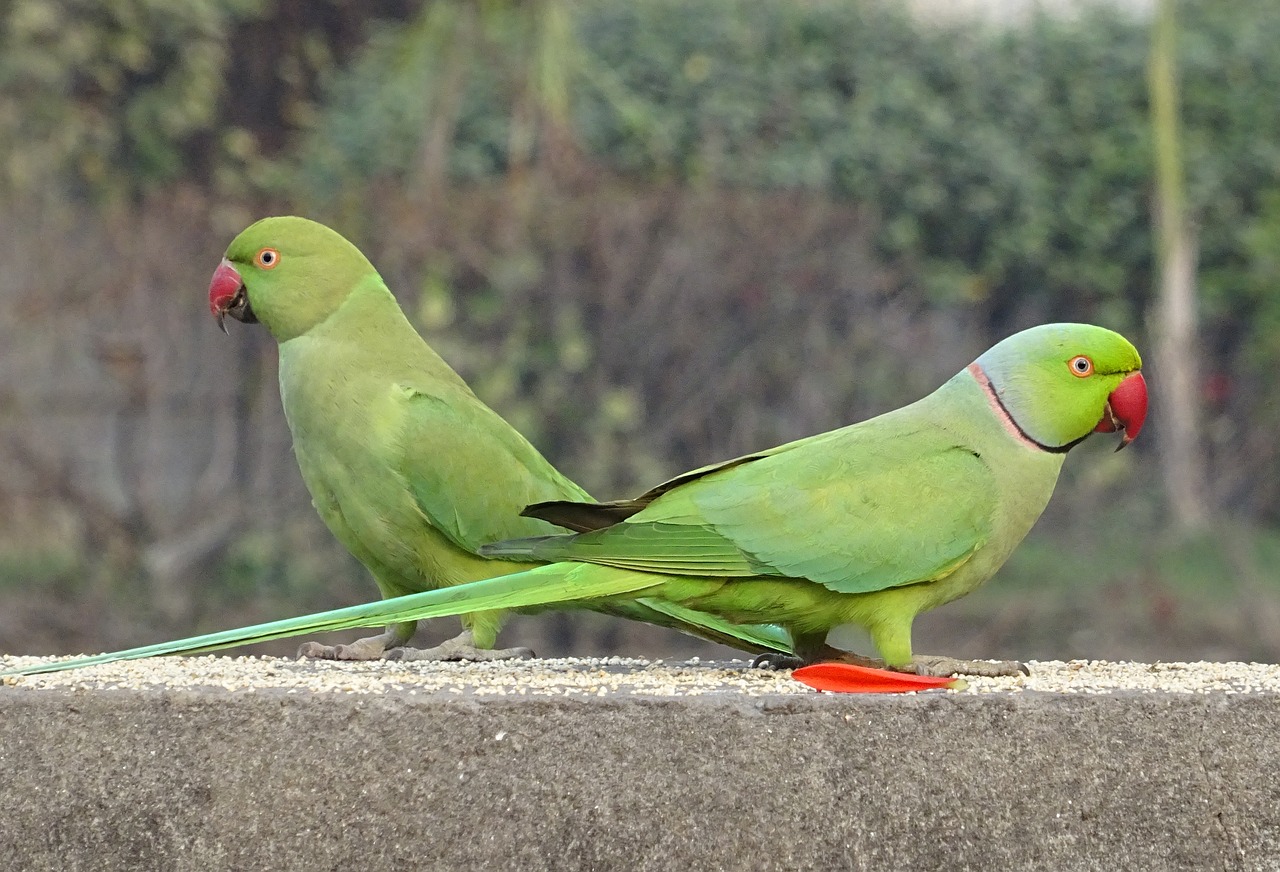 Indian Ringneck Parrot Parakeet Breeding Description Habit Food ...